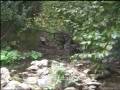 Il torrente Salzola