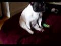 Bulldog Francés video