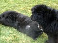 Newfie Puppy Pounce