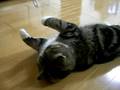 うちわで遊ぶねこ。