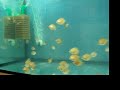 symphysodon discus
