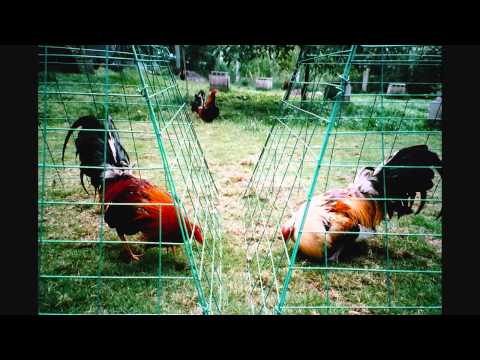 Philipien - Made in adobe after effects CS5.