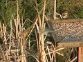Reed Bunting Reed Bunting