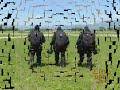 G.I.S  CARABINIERI