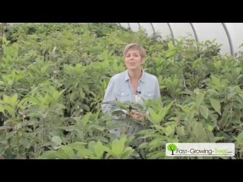 video-linktoworks-How to Select an Avocado Tree - FastGrowingTrees.com