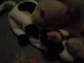 The Beanie Baby Battle The Beanie Baby Battle