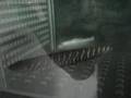 videos de Gymnotus sp.