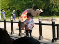 Elephant VIVA