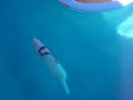 my-ferret-kuna-can-swim-.html