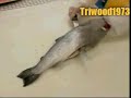 Making Smoked Salmon...