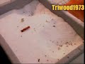 Making Smoked Salmon...