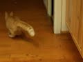 Crookshanks and the laser pointer #2