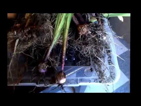 how to harvest gladiolus flowers