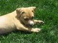 My Dog Derbie: Meet Derbie!