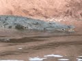 savage-tree-crocodile-crocodile-monitor.html