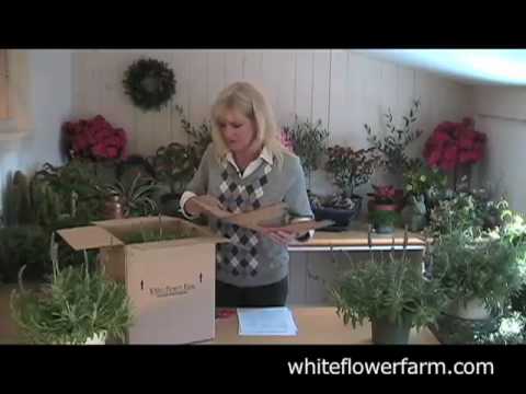 how to grow lavender