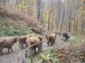 Transumanza da Tesserete a Comano