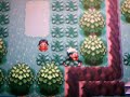 cheat-safari-zone-in-pokemon-emerald.html