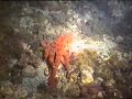 buceo torre del mar  denton en nocturna cursos de buceo