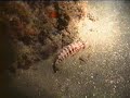 buceo torre del mar  denton en nocturna cursos de buceo