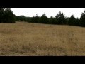 Coyote hunting with the 6.8mm Stag