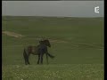 Les chevaux sauvages, les mustangs