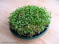 time-lapse: cress growth
