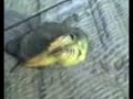 pescado mutante encontrado en un rio en Rusia