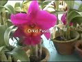 Orchid Show at Jab Pertanian Kedah 2005 Orchid Show at Jab Pertanian Kedah 2005