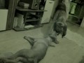 Bloodhound vs. Bordeauxdogge.MPG