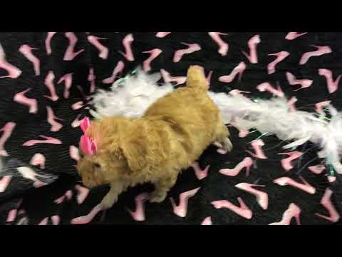 Flare toy poodle girl red