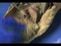 videos de pig quiz 3