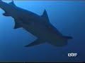 santa lucia sharks feeding santa lucia sharks feeding
