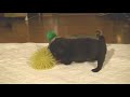Pug puppy Island