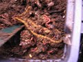 Harvesting Vermicompost