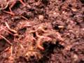 default Worm Farm: More Than Just Lose Earth