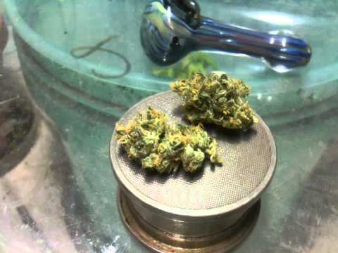 how to harvest northern lights