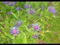 This is one of my compositions 'Summerbreeze' taken from one of my albums 'Elements' published by Diviniti publishing Kent.