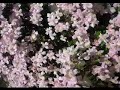 this is one of my compositions 'summerbreeze' taken from one of my albums 'elements' published by diviniti publishing kent.