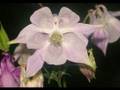 Flowers with relaxation music. kerrymckenna@btinternet.com