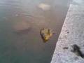 Suutarin ongintaa tinca tinca tench fishing pt.2