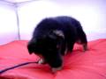 videos de Pastor Aleman Macho COV REF:125