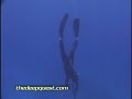 spearfishin Pipin Various