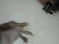 cat's cat's----Funny DOG!!!