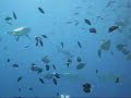 Great Barrier Reef Shark Feed Great Barrier Reef Shark Feed