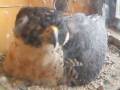 videos de Peregrine female close-up on the nest