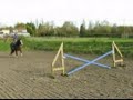 9 yrs 16.2 hh Bay TB X - Somerset