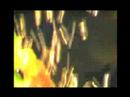 bande annonce du fish & clips festival