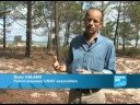 A microscopic worm attacks forests in Portugal