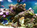 55 gallon reef tank